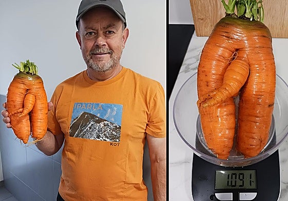Matías Cid con la zanahoria cultivada en su huerta de Urretxu.