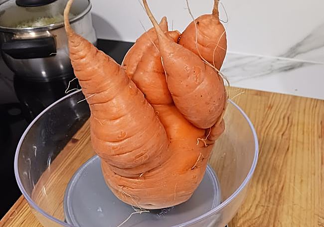 Una segunda zanahoria cosechada en la misma huerta y de 648 gramos de peso.