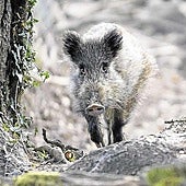 Un jabalí en un bosque de Gipuzkoa.