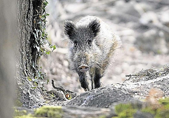 Un jabalí en un bosque de Gipuzkoa.