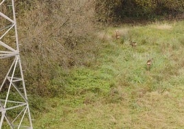 Donostia recibe la visita de una familia especial