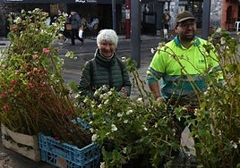 El Ayuntamiento regala 300 begonias y alegrías