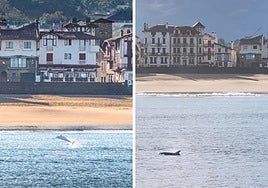 El delfín nadando muy cerca de la costa vasca.
