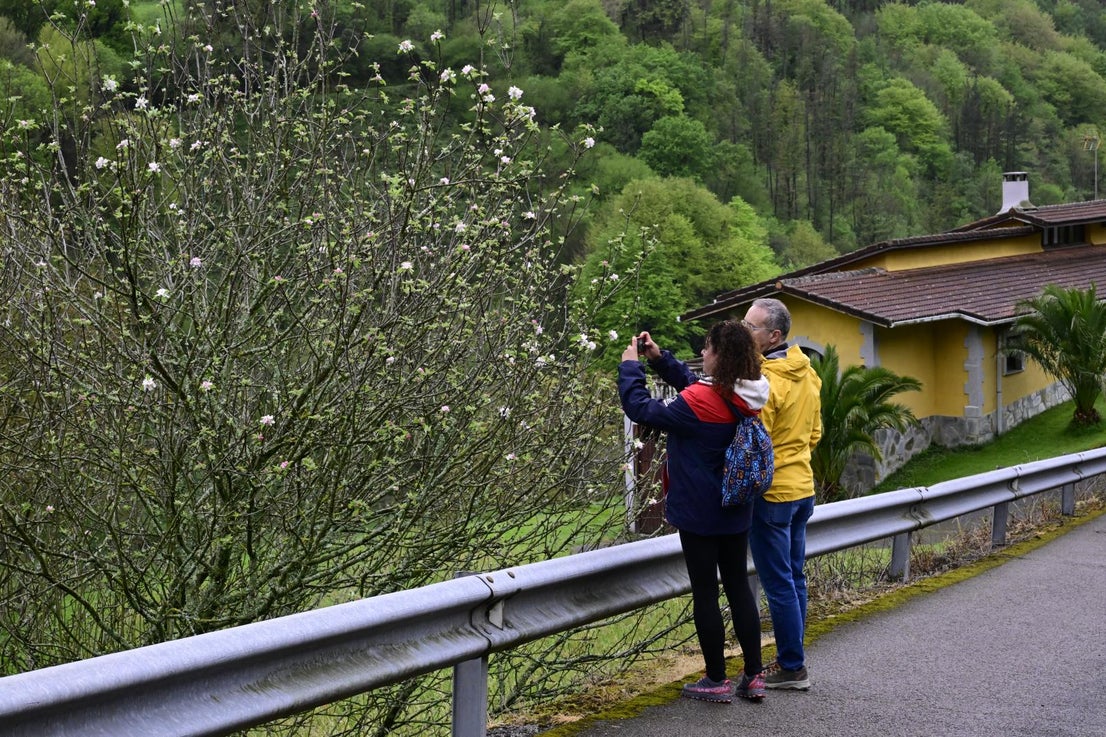 Los manzanos florecen en Errezil