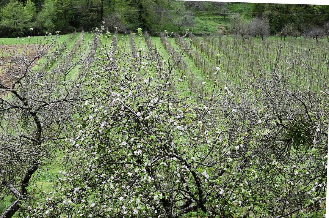 Los manzanos florecen en Errezil