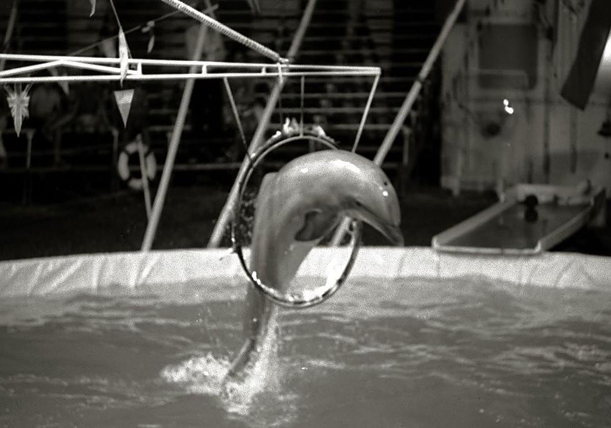 https://s1.ppllstatics.com/diariovasco/www/multimedia/local/2026/07/17/delfines-k0pC-U30871720144AJH-1200x840@Diario%20Vasco.jpg