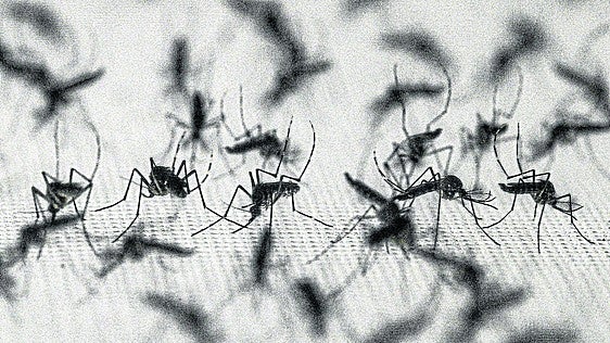 Mosquitos NO