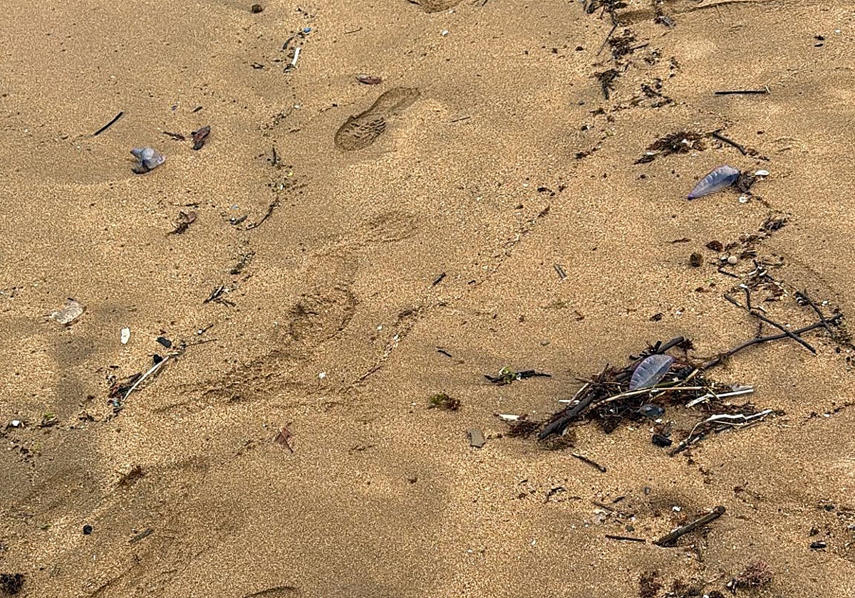 Precaución en las playas de Gipuzkoa: llegan ejemplares de carabela portuguesa de mayor tamaño