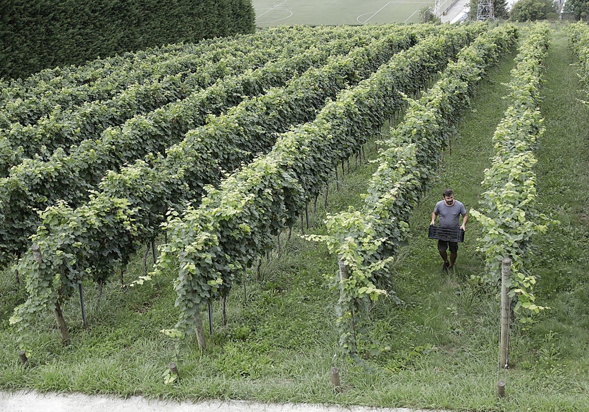 La vendimia de txakoli se adelanta tras unos meses de verano «buenísimos»
