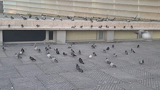 Sirimiri: Más y más palomas en la plazoleta elevada del Kursaal