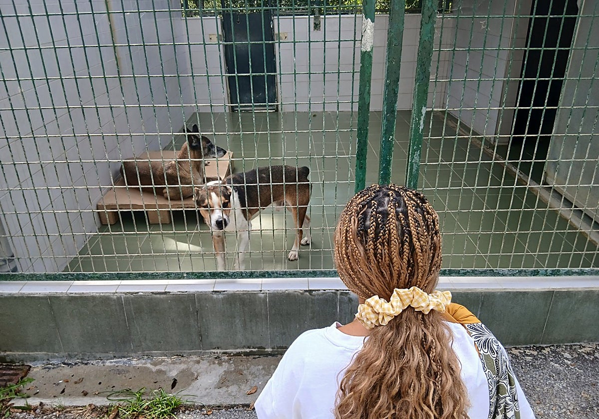 La Protectora de Animales ha acogido a 802 perros y gatos desde el pasado año
