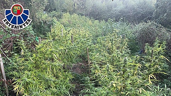 Detenidos dos hombres en Aretxabaleta por cultivar cerca de 300 plantas de marihuana en una zona boscosa