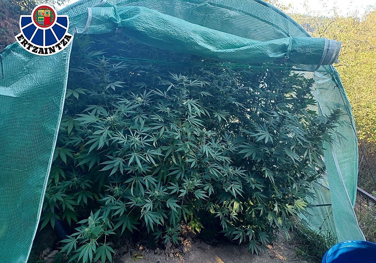 Detenido por tener un invernadero con un puñado de plantas de marihuana en Aretxabaleta