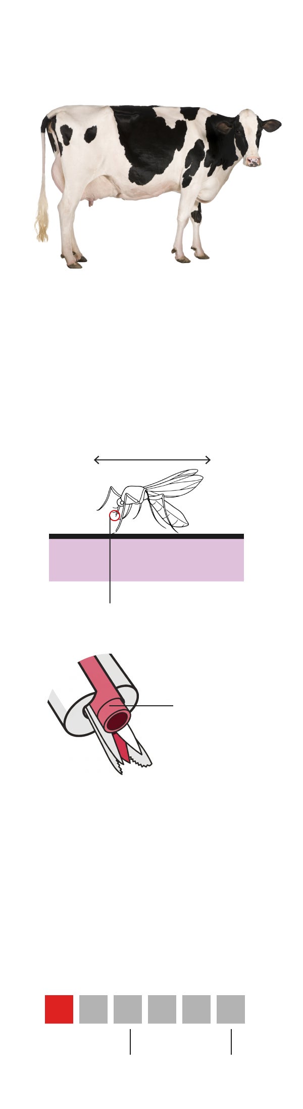 Vector Detecta Virus Shamonda: preguntas y respuestas para conocer esta enfermedad ...
