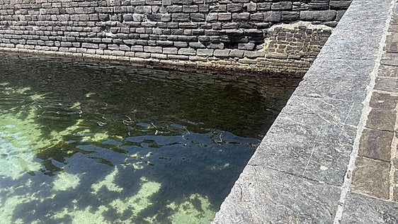 Llega a Mutriku el alga invasora japonesa que amenaza la biodiversidad marina