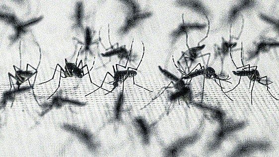 Mosquitos NO