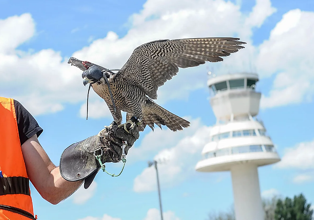 Investigan por tráfico ilegal de halcones a los cetreros de los aeropuertos vascos | El Diario Vasco