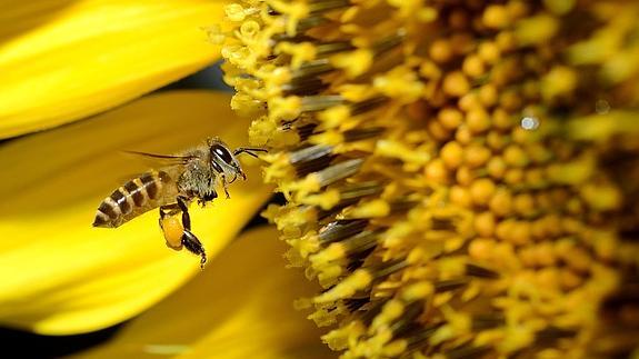 El declive de las abejas puede suponer un coste de 2.400 millones anuales
