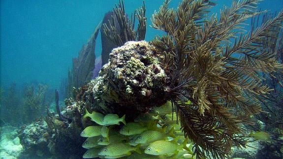 Arrecife coralino ubicado frente las costas del estado de Quintana Roo (México)