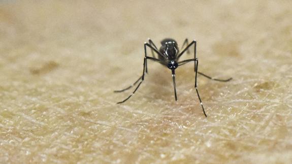 El mosquito 'Aedes aegypti', que puede ser portador del virus del dengue.