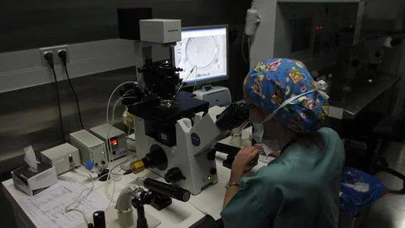 Bióloga trabaja en la fecundación de óvulo en el Instituto Valenciano de Infertilidad de Bilbao.