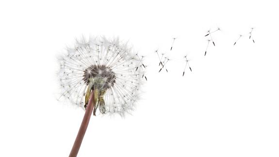 Los alérgicos al polen tendrán una primavera llevadera.