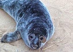 Una foca visita la playa de Zarautz