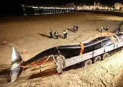 La ballena, en la orilla de la playa de La Concha. / Lobo Altuna