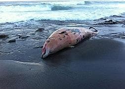 Aparece un delfín varado en Sopelana