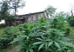 Ibarra niega que haya «obligación» legal de regular el consumo compartido de cannabis