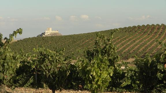 Viñedos con el castillo de Peñafiel al fondo.