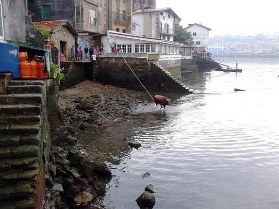 El ganadero y varios mozos, a la altura del restaurante Cámara de Pasai Donibane, tratando de subir la vaquilla ayudados de varias cuerdas desde tierra.