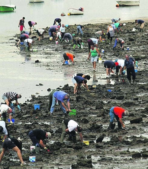 Aficionados recolectan almejas en 2007 en Hondarribia .