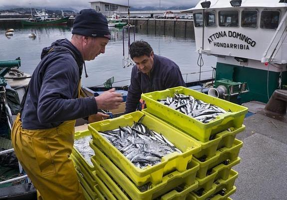 Descarga de anchoa en Hondarribia. 