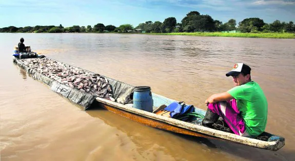Una de las canoas que surcan el río Arauca, cargadas hasta con 3,5 toneladas de coporos, pone rumbo a Colombia.