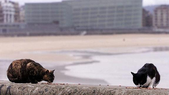 Gatos en el muro de Gros. 