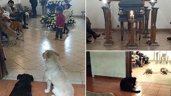 Unos perros callejeros acuden al funeral de la mujer que les daba de comer