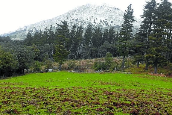 Destrozos. Vista de uno de los pastizales de Udala donde se aprecia cómo los jabalíes han destripado la tierra en busca de raíces y lombrices.