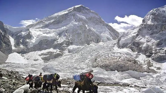 Porteadores y sus yaks regresan al campo base con material de montaña tras frustrarse una ascensión al Everest por un alud.
