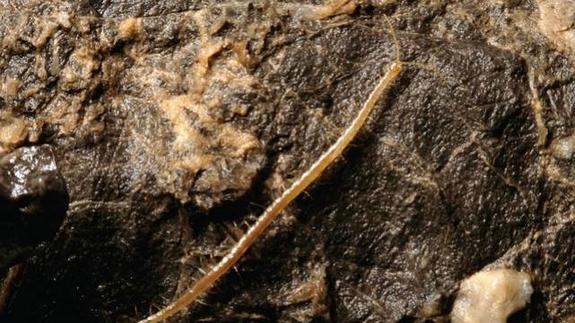 Uno de los 'Geophilus hadesi' hallados en las cuevas de Croacia.