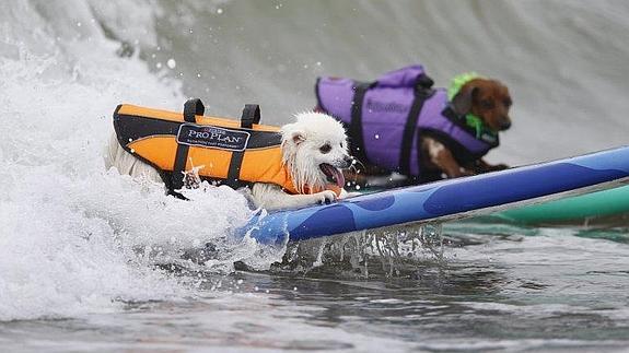Los perros sí saben surfear