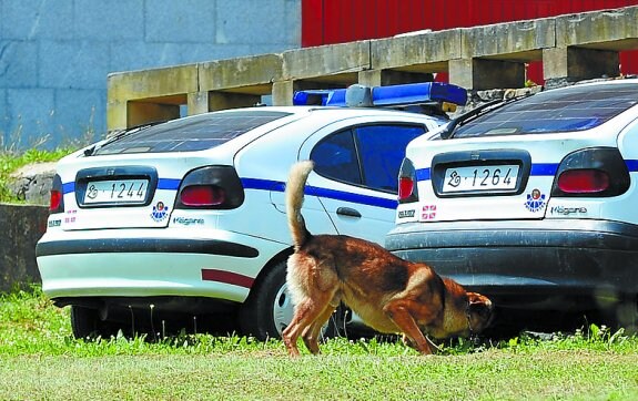 Entrenamiento de búsqueda de explosivos.