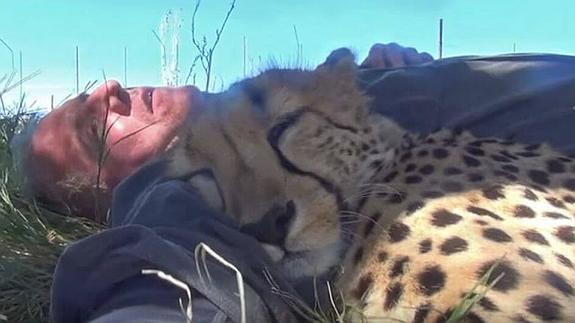 Se tumba para echar una siesta y una guepardo se acuesta con él