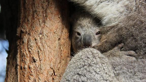 Koalakumea amarekin, Sidneyko Taronga zooan. 