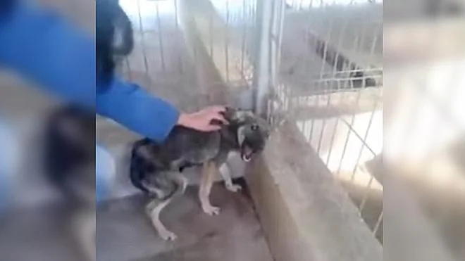 La primera caricia a un perro tras ser maltratado durante años