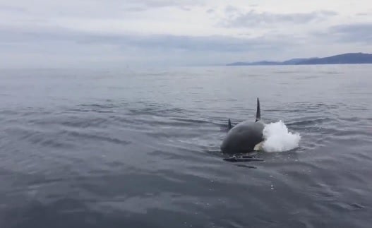 Una de las orcas.