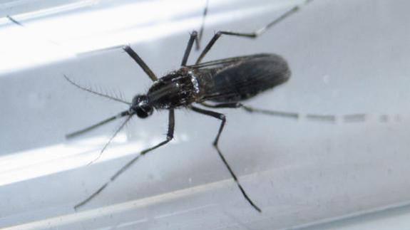 El mosquito que transmite el virus zika. 