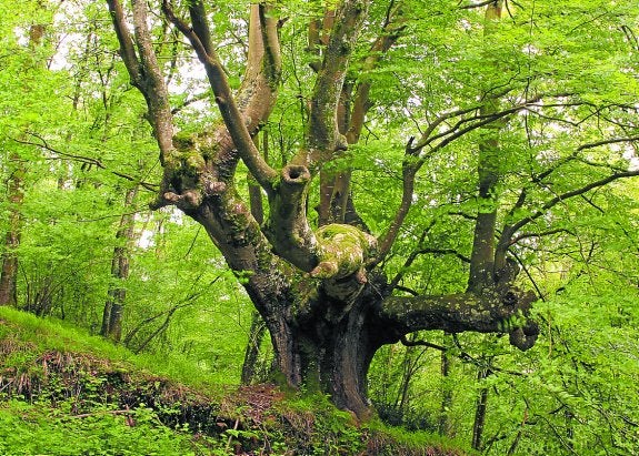 El haya trasmocho de Altzo muestra un aspecto saludable.
