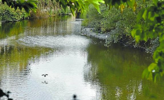 Belleza natural. Imágenes como éstas serían impensables hace no tantos años; muestran un río Oria lleno de vida a su paso por Tolosa, vegetación natural y muchas aves.                                              Se han identificado más de treinta especies, entre ellas incluso algunas catalogadas como vulnerables. 