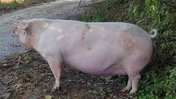 'Potxola', este lunes en el caserío Arro de Leitza